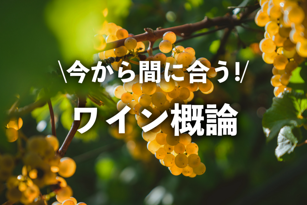 今から間に合う ワイン概論｜たった3つで点が安定する勉強法