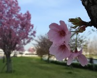 汐入公園｜桜の花見にはややおとなしめ・・・。普段使いに！